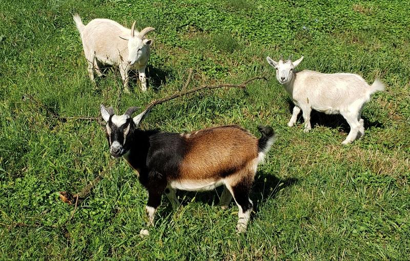 Untitled Document [www.homestead-farm.net]